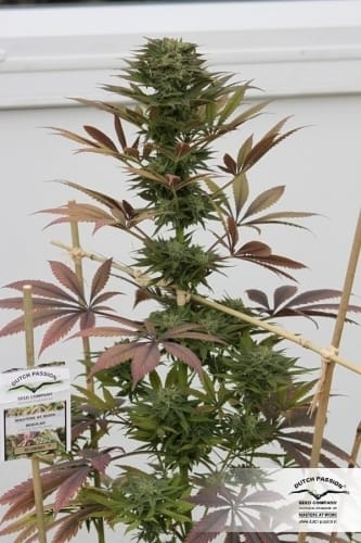 Blueberry by Dutch Passion Seeds – Outdoor cultivation – Mostly Indica – Middle of October – image 13 – Seed City