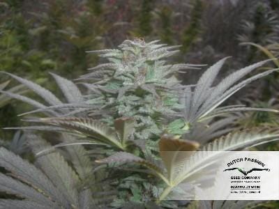 Blueberry cannabis seeds – Outdoor cultivation – Regular – Fruity – image 14 from Seed City