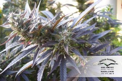 Blueberry by Dutch Passion Seeds – Mostly Indica – 12/12 Photoperiod – Outdoor cultivation – image 15 – Seed City