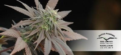 Image 16 of Blueberry cannabis by Dutch Passion Seeds – Super Strength – Regular – Fruity – Seed City