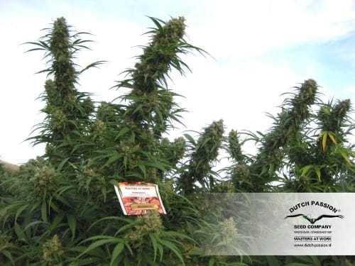 Blueberry cannabis seeds – Regular – Mostly Indica – Super Strength – image 17 from Seed City