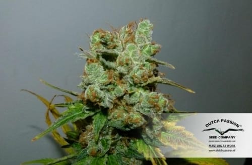 Blueberry cannabis seeds – Mostly Indica – Regular – 12/12 Photoperiod – image 18 from Seed City