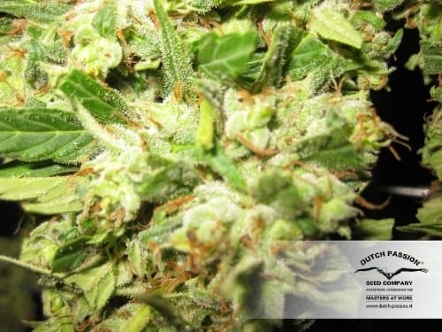 Blueberry from Dutch Passion Seeds