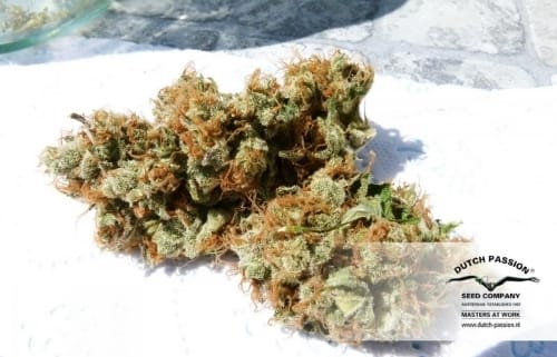 showing Mostly Indica – Regular – Middle of October – image 19 – Seed City