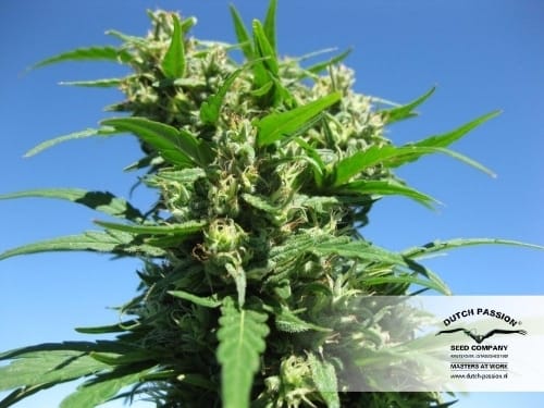 Blueberry cannabis seeds – 12/12 Photoperiod – Fruity – Mostly Indica – image 20 from Seed City
