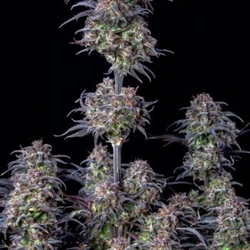 Original Blueberry Auto by FastBuds – Feminized – Super Strength – Suited for indoor growing – image 2 – Seed City