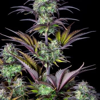 Original Blueberry Auto by FastBuds – Fruity – Suited for indoor growing – Super Strength – image 4 – Seed City
