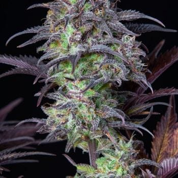Original Blueberry Auto cannabis seeds – Indica-heavy – Super Strength – Relaxing – image 6 from Seed City