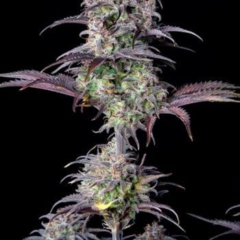Original Blueberry Auto cannabis seeds – Feminized – Auto-Flowering – Relaxing – image 7 from Seed City