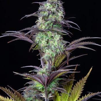 showing Indica-heavy – Relaxing – Fruity – image 8 – Seed City