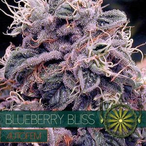 Mostly Indica – Auto-Flowering – Stress Relief – Blueberry Bliss Auto strain – image 1 – from Vision Seeds via Seed City