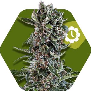 Blueberry Cheese Autoflowering cannabis seeds – Short (up to 80cm) – Auto-Flowering – Cheese – image 1 from Seed City