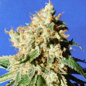 Blueberry Cookies Auto by Original Sensible Seeds – Body Stone – Super Strength – Earthy – image 1 – Seed City