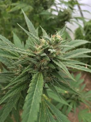 Blueberry Headband Auto