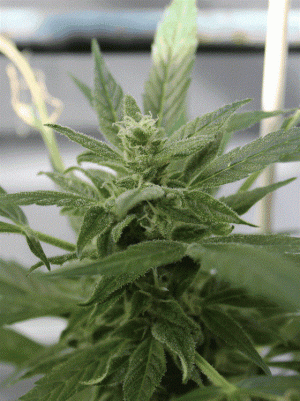 Berry – Indica Dominant – Uplifting – Bluetooth Auto strain – image 1 – from Cream of the Crop via Seed City