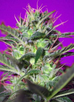 Image 1 of Botafumerios cannabis by Sweet Seeds – Sativa Dominant – Spicy – The End of October – Seed City