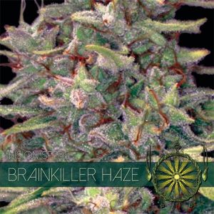 Brainkiller Haze by Vision Seeds – Sativa-leaning – Uplifting – Middle of November – image 1 – Seed City