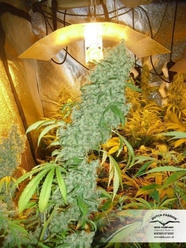 Brainstorm by Dutch Passion Seeds – 12/12 Photoperiod – Female seeds – Indoor-friendly – image 2 – Seed City