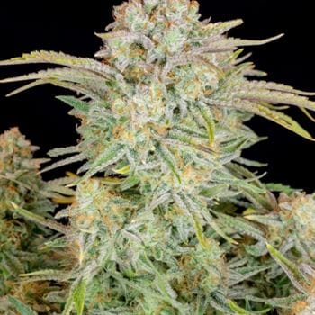 Bruce Banner Auto by FastBuds – Auto-Flowering – Female seeds – Indoor – image 2 – Seed City