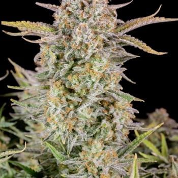 Female seeds – Indoor – Super Strength – Bruce Banner Auto strain – image 3 – from FastBuds via Seed City