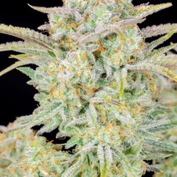 Bruce Banner Auto from FastBuds