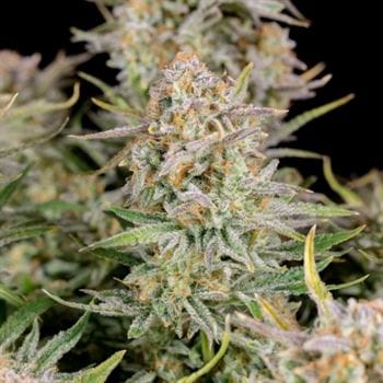 Image 5 of Bruce Banner Auto cannabis by FastBuds – Indoor – Female seeds – Mostly Sativa – Seed City
