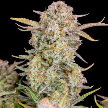 Auto-Flowering – Indoor – Super Strength – Bruce Banner Auto strain – image 6 – from FastBuds via Seed City