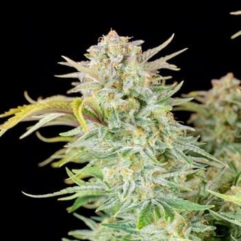 Image 7 of Bruce Banner Auto cannabis by FastBuds – Mostly Sativa – Auto-Flowering – Super Strength – Seed City