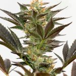 Bruce Banner by Seed City Seeds – Super Strength – 12/12 Photoperiod – Beginning of October – image 1 – Seed City