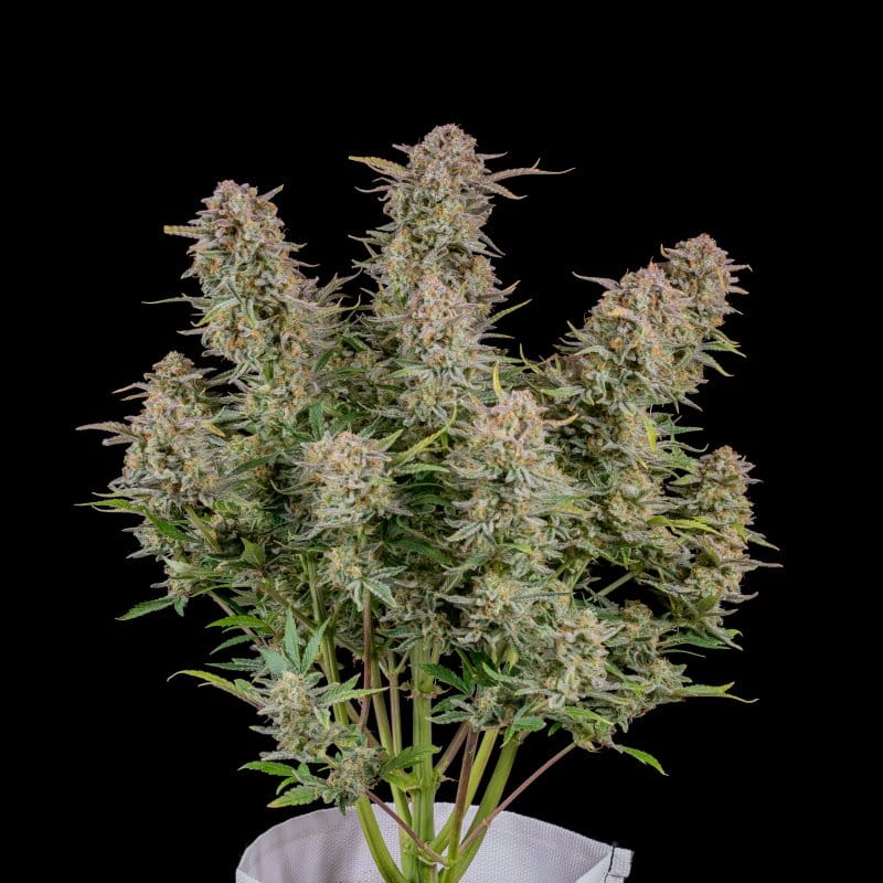 Bruce Banner Auto by FastBuds – Super Strength – Mostly Sativa – Auto-Flowering – image 1 – Seed City