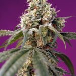 Suited for indoor growing – Fruity – Feminized – Bruce Banner Auto strain – image 1 – from Sweet Seeds via Seed City