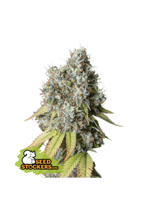 Bruce Banner Auto by Seed Stockers – Motivational – Sativa Dominant – Guaranteed female plants – image 1 – Seed City