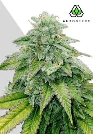 Bruce Banner Auto