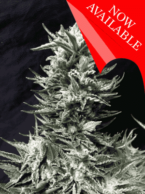 Bruce The Russian cannabis seeds – 12/12 Photoperiod – Middle of October – Indica-heavy – image 1 from Seed City