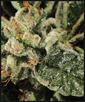 Bubba Kush cannabis seeds – Indica Dominant – 12/12 Photoperiod – Guaranteed female plants – image 2 from Seed City
