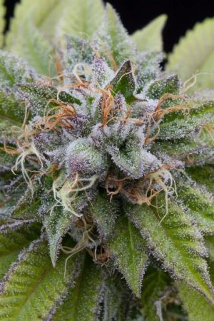 Fuel – 12/12 Photoperiod – Good for outdoor grow – Bubba Kush strain – image 1 – from Dinafem Seeds via Seed City