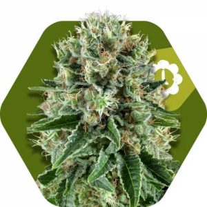 OG Bubble Gum Auto by Zambeza Seeds – Spicy – Relaxing – Short (up to 80cm) – image 1 – Seed City