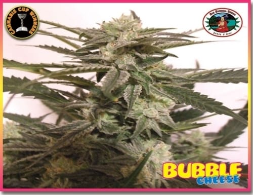 Bubble Cheese by Big Buddha Seeds – 12/12 Photoperiod – Feminized – Outdoor – image 2 – Seed City