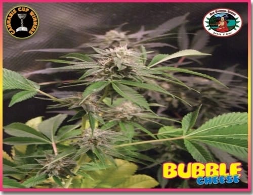 Bubble Cheese from Big Buddha Seeds