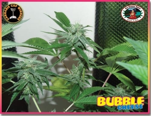 Bubble Cheese from Big Buddha Seeds