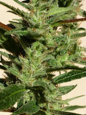 Auto-Flowering – Feminized – Indoor – Bubble Hash strain – image 1 – from SuperAutos by Stitch via Seed City