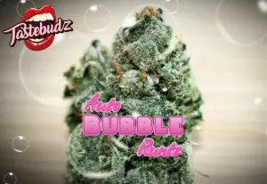 Bubble Runtz Auto