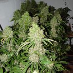 Euphoric – Super Strength – The End of October – Bubblegum strain – image 2 – from Serious Seeds via Seed City