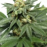 Regular – Euphoric – Sweet – Bubblegum strain – image 4 – from Serious Seeds via Seed City