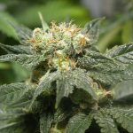 Bubblegum by Serious Seeds – The End of October – Euphoric – Mostly Sativa – image 5 – Seed City