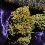 Regular – The End of October – Sweet – Bubblegum strain – image 3 – from Serious Seeds via Seed City