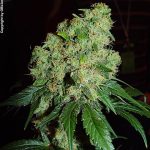 Bubblegum from Serious Seeds
