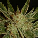 Image 1 of Bubblegum cannabis by Serious Seeds – Mostly Sativa – 12/12 Photoperiod – Indoor-friendly – Seed City