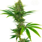 Bubblegum by Seed City Seeds – Good for outdoor grow – 12/12 Photoperiod – Feminized – image 1 – Seed City