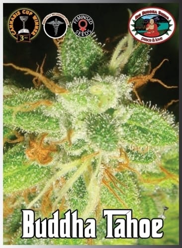 Buddha Tahoe cannabis seeds – Citrus – Good for outdoor grow – Feminized – image 2 from Seed City